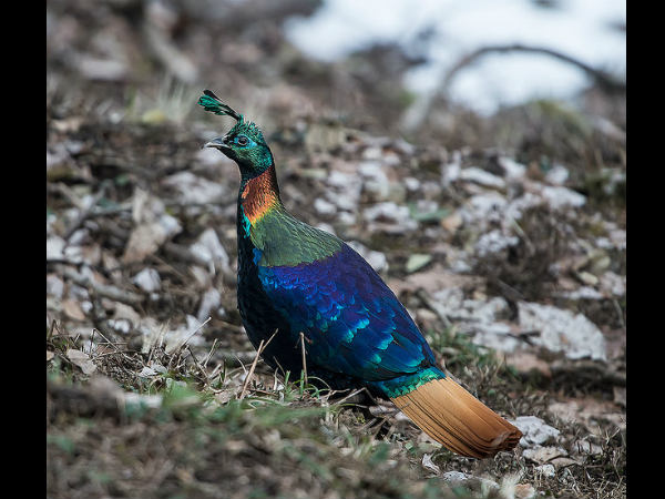 ಮೋಡಿ ಮಾಡುವ ಉತ್ತರಾಖಂಡ: