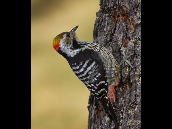 ಮೋಡಿ ಮಾಡುವ ಉತ್ತರಾಖಂಡ: