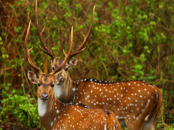 ಕರ್ನಾಟಕದ ಸುಂದರ ನದಿಗಳು: