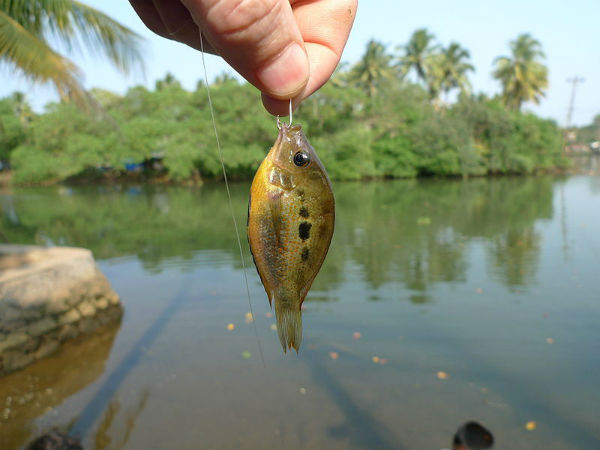ಕೇರಳದ ಶ್ರೀಮಂತ ಹಿನ್ನೀರು ಪ್ರವಾಸ: