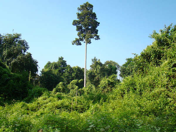 ಏಳು ಸಹೋದರಿಯರೊಡನೆ ಪ್ರವಾಸ: