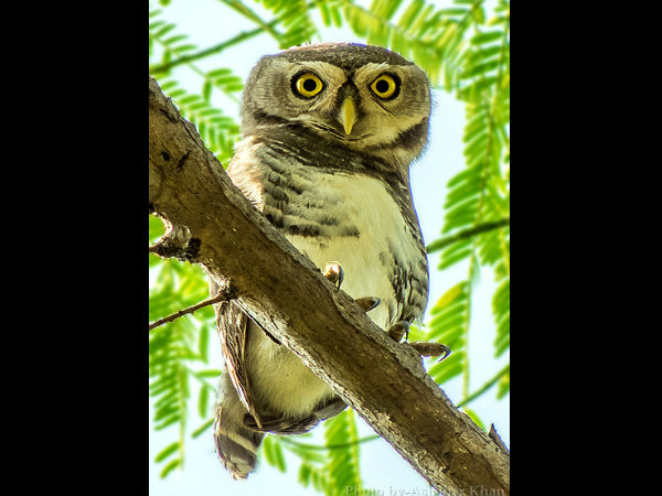 ವಿವಿಧ ಸ್ಥಳಗಳ ಅದ್ಭುತ ಜೀವಿಗಳು: