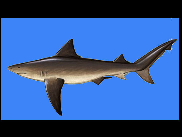 ವಿವಿಧ ಸ್ಥಳಗಳ ಅದ್ಭುತ ಜೀವಿಗಳು: