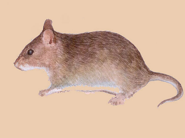 ವಿವಿಧ ಸ್ಥಳಗಳ ಅದ್ಭುತ ಜೀವಿಗಳು: