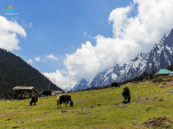 ಗ್ಯಾಂಗ್ಟಕ್, ಲಾಚುಂಗ್ ಹಾಗೂ ಯುಮ್ಥಾಂಗ್: