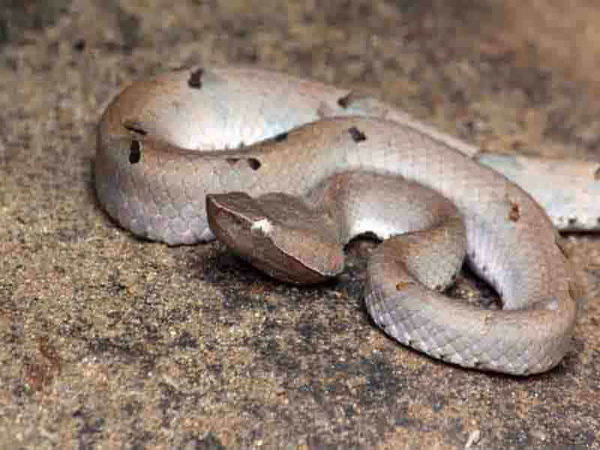 ಅಗಸ್ತ್ಯಾರಕೂಡಂಗೊಂದು ಅದ್ಭುತ ಟ್ರೆಕ್: