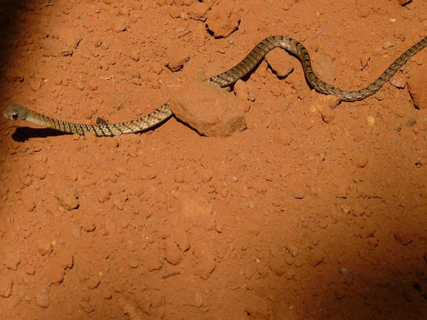 ವೈವಿಧ್ಯಮಯ ಜೀವಿಗಳು ಹಾಗೂ ಸ್ಥಳಗಳು: