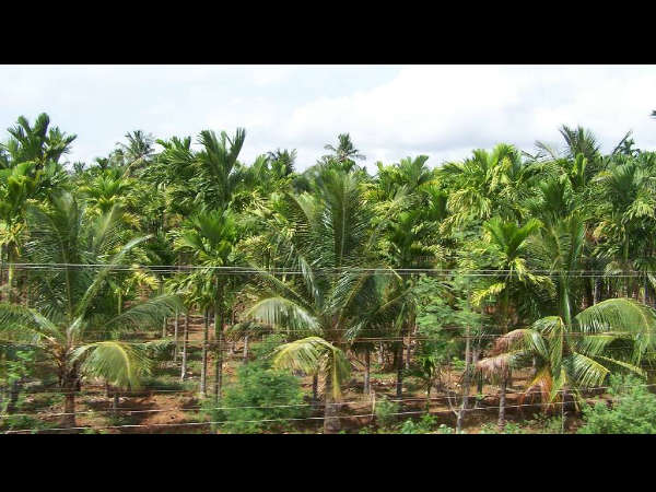 ಅರಸೀಕೆರೆ ಹಾಗೂ ಸುತ್ತಮುತ್ತ: