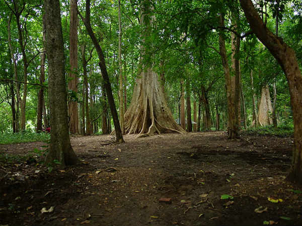 ನಂಜನಗೂಡಿನಿಂದ ನೀಲಂಬೂರು: