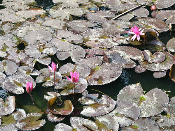 ನಯನಮನೋಹರ ಸಸ್ಯೋದ್ಯಾನಗಳು: