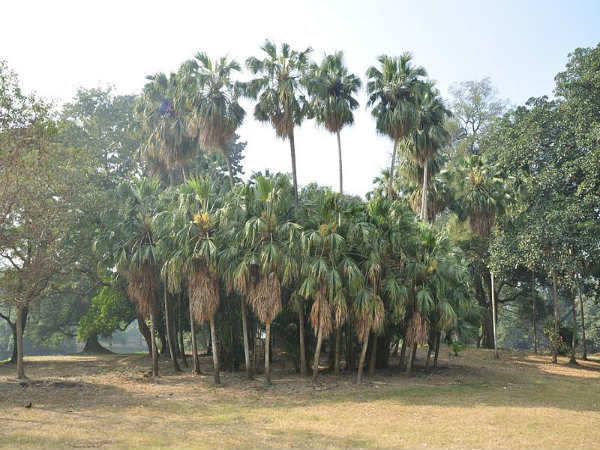 ನಯನಮನೋಹರ ಸಸ್ಯೋದ್ಯಾನಗಳು: