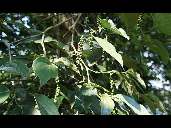 ಮೋಡಿ ಮಾಡುವ ತೆಕ್ಕಡಿ: