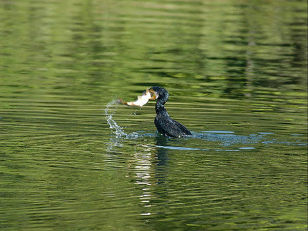 ಮೋಡಿ ಮಾಡುವ ತೆಕ್ಕಡಿ: