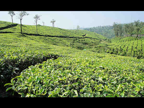 ಮೋಡಿ ಮಾಡುವ ತೆಕ್ಕಡಿ: