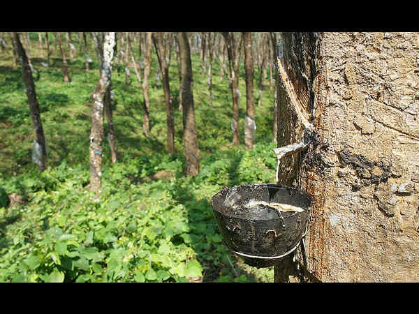ಮೋಡಿ ಮಾಡುವ ತೆಕ್ಕಡಿ: