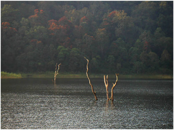 ಮೋಡಿ ಮಾಡುವ ತೆಕ್ಕಡಿ: