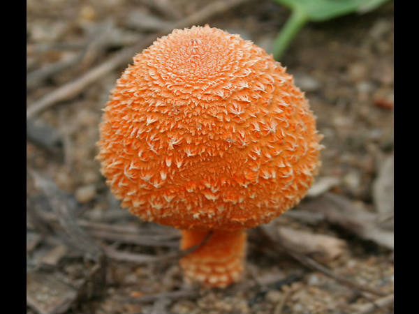 ಅಣಬೆಗಳ ಪ್ರವಾಸ :