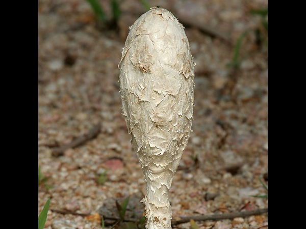 ಅಣಬೆಗಳ ಪ್ರವಾಸ :