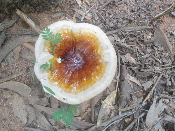 ಅಣಬೆಗಳ ಪ್ರವಾಸ :