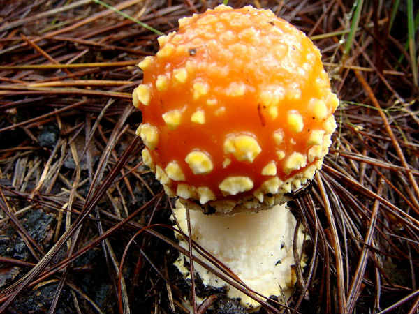 ಅಣಬೆಗಳ ಪ್ರವಾಸ :