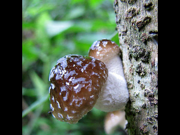 ಅಣಬೆಗಳ ಪ್ರವಾಸ :