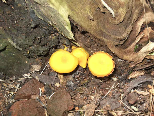 ಅಣಬೆಗಳ ಪ್ರವಾಸ :