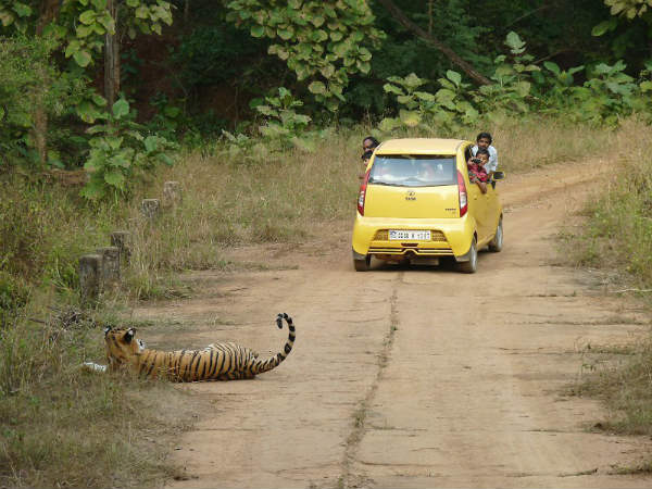 ಹುಲಿಗಳಿರುವ ಅದ್ಭುತ ಕಾಡುಗಳು: