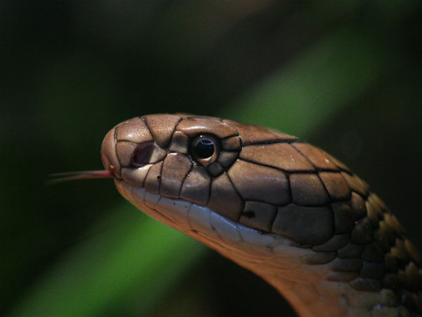 ಅದ್ಭುತ ಸರ್ಪಗಳ ಉದ್ಯಾನಗಳು