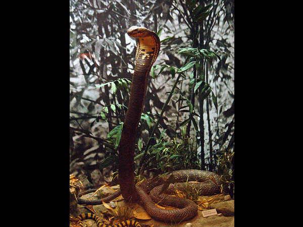 ಅದ್ಭುತ ಸರ್ಪಗಳ ಉದ್ಯಾನಗಳು