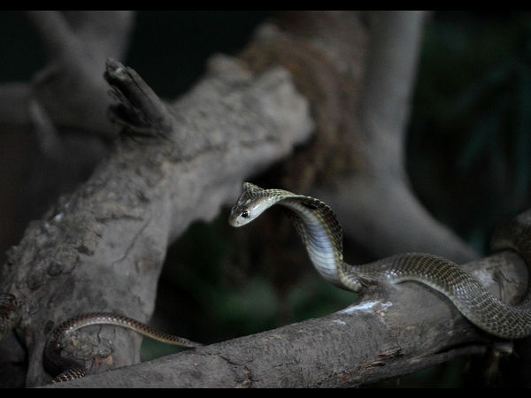 ಅದ್ಭುತ ಸರ್ಪಗಳ ಉದ್ಯಾನಗಳು