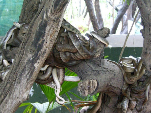 ಅದ್ಭುತ ಸರ್ಪಗಳ ಉದ್ಯಾನಗಳು