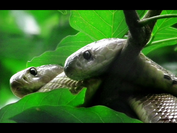 ಅದ್ಭುತ ಸರ್ಪಗಳ ಉದ್ಯಾನಗಳು