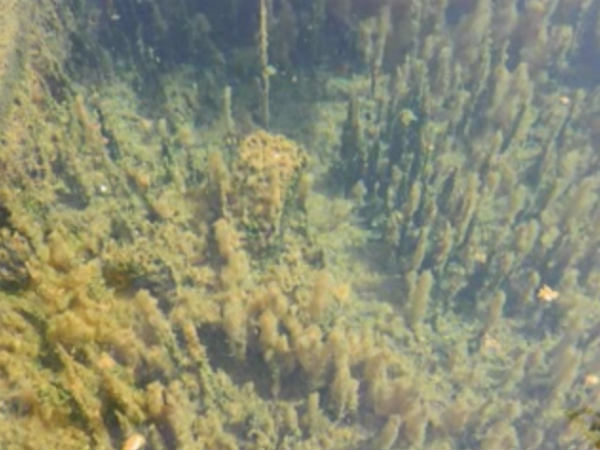 ಗುಳಿ ಗುಳಿ ಶಂಕರ, ಇದು ಮಾಯಾ ಹೊಂಡ!