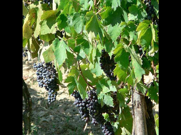 ನಂದಿ ಬೆಟ್ಟದ ಬಳಿ