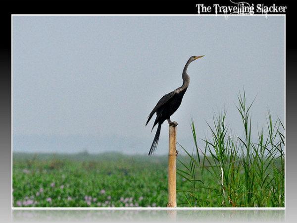 ವಲಸೆ ಪಕ್ಷಿಗಳು