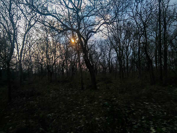 ಗಿಡಮರಗಳ ಹಿನ್ನೆಲೆಯಲ್ಲಿ