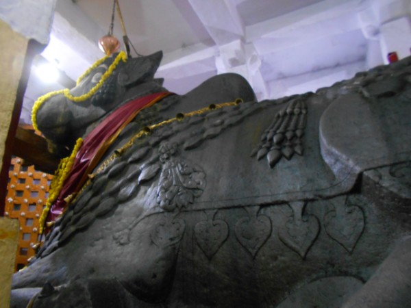 ಎತ್ತುಗಳ ಆಕ್ರಮಣ