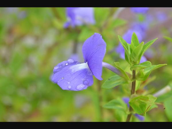 ನೀಲಕುರಿಂಜಿ