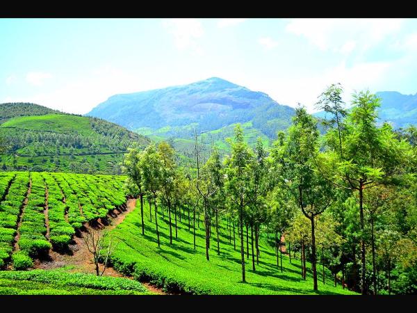 ಅರಳಿತ್ತು