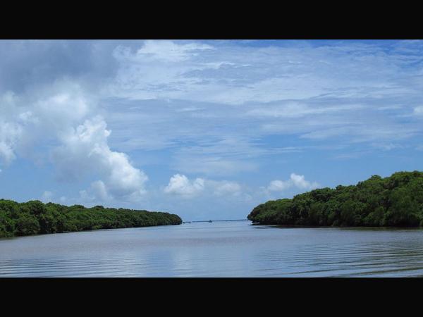 ಮ್ಯಾಂಗ್ರೋವ್ ಕಾಡು
