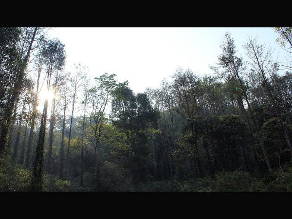 ನಿತ್ಯಹರಿದ್ವರ್ಣ