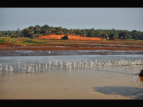 ಎಲ್ಲೆಡೆ ಚಿಲಿಪಿಲಿ
