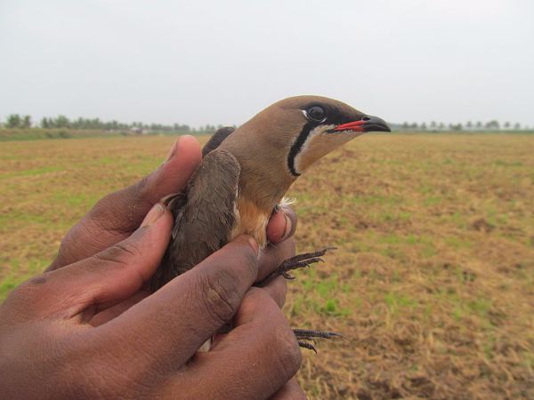 ಯಾವುದಿದು?
