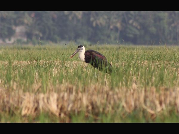 ಉಣ್ಣೆಯಂತಹ ಕುತ್ತಿಗೆ