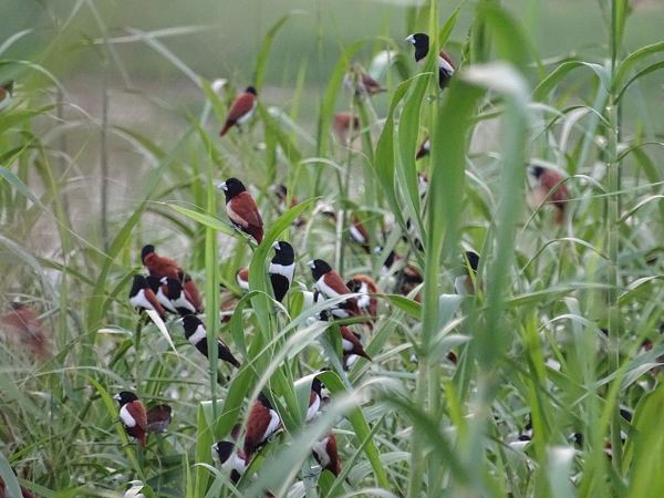 ಮೂರು ಬಣ್ಣದ