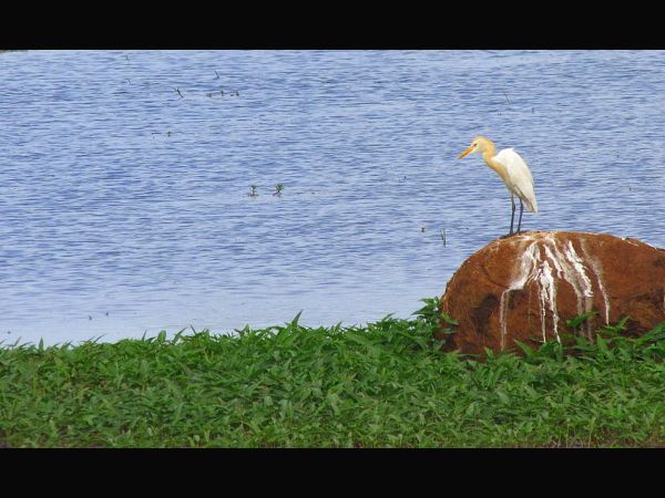 ಕೋಲ್ ಭೂಮಿ