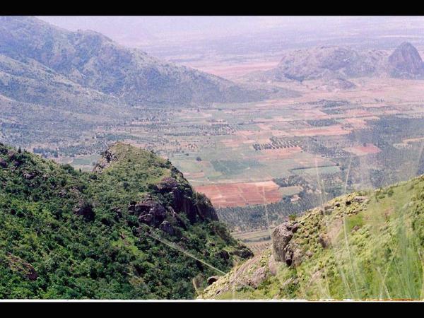 ಶೋಲಾ ಅರಣ್ಯಗಳು
