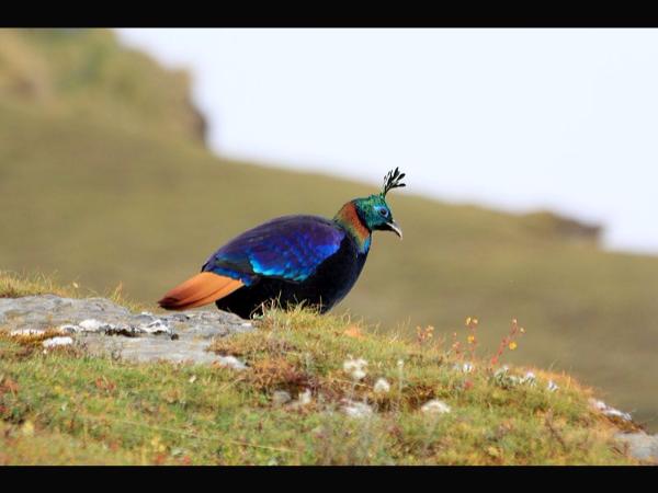 ಮೋನಲ್ ಮೋನಲ್