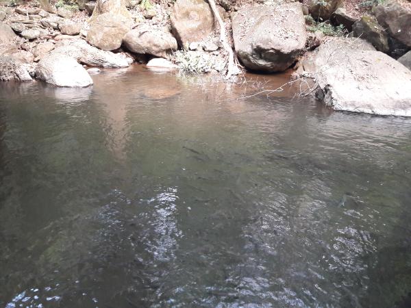ದೇವರ ಮೀನುಗಳು ದೇವರ ಮೀನುಗಳು