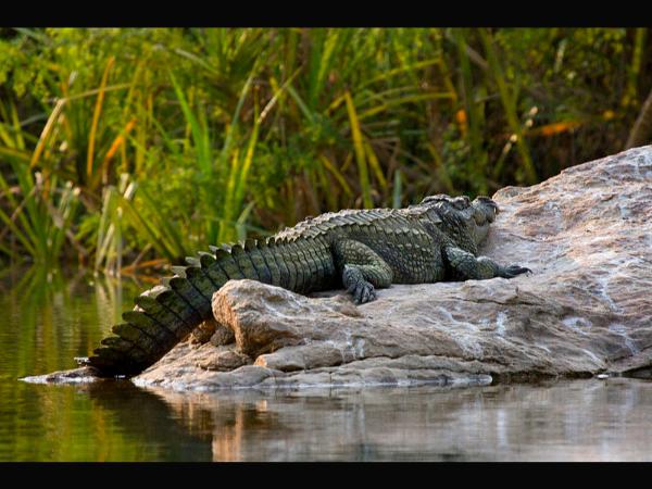 ಮಹಾಸೀರ್ ಮೀನು